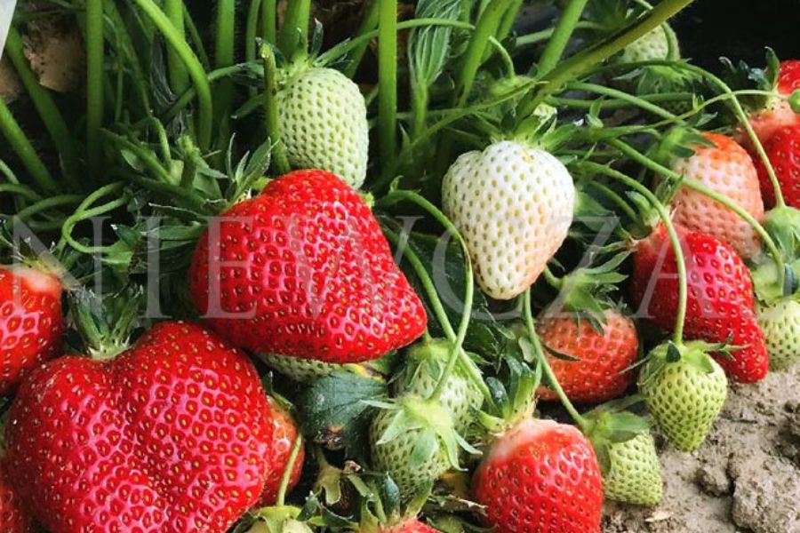 Odmiana truskawek Arianna