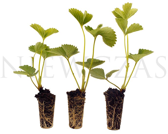 truskawki doniczkowane multiplacie