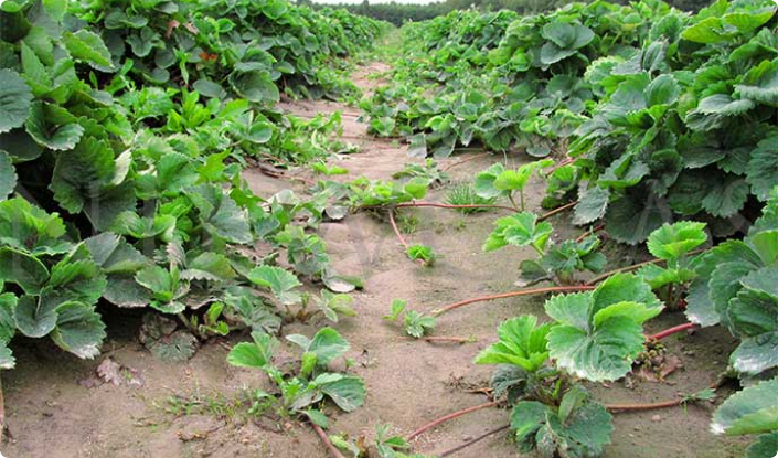 strawberry plantation