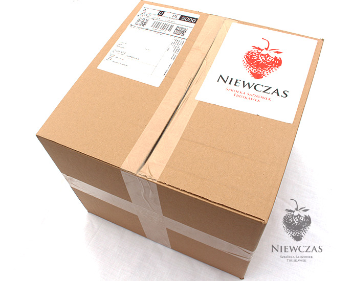 Paczka Niewczas Szkółka Sadzonek Truskawek
