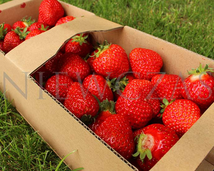 Bardzo wczesne truskawki - Zielone (30 szt.)