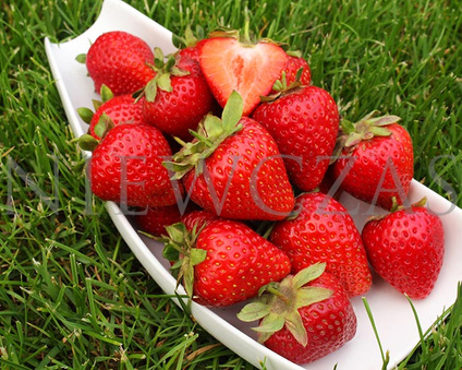 Bardzo wczesne truskawki - Zielone (30 szt.)