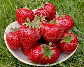 Elkat bardzo duże - Zielone (10 szt.)