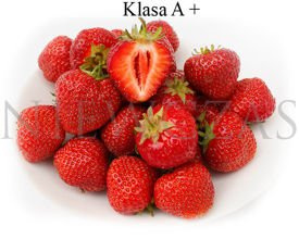 Elkat bardzo duże - Frigo A+ (10 szt.)