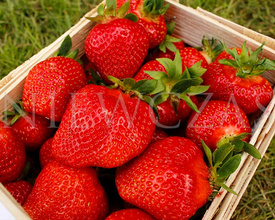 Truskawki Najsłodsze, duże i najłatwiejsze w uprawie - Frigo A (30 szt.)