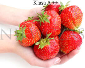 Stare odmiany truskawek - Frigo A++ (30 szt.)