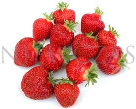 Bardzo wczesne truskawki - Zielone (30 szt.)