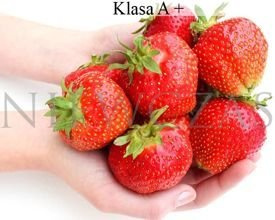 Elsanta malinowa - Frigo A+ (10 szt.)