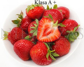 Późne odmiany truskawek - Frigo A+ (20 szt.)