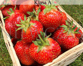 Smak Polskich Truskawek - Frigo A (50 szt.)