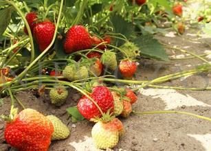 Truskawki powtarzające owocowanie - Frigo A (20 szt.)