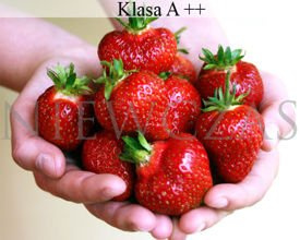 Honeoye bardzo wczesne - Frigo A++ (10 szt.)