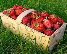 Truskawki Najłatwiejsze w uprawie - Zielone (30 szt.)