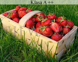 Truskawki Najłatwiejsze w uprawie - Frigo A++ (30 szt.)