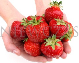 Kaszubskie Odmiany Truskawek - Frigo A (30 szt.)