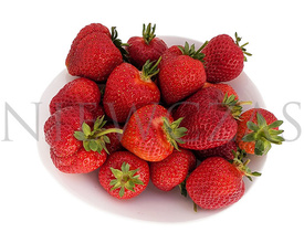 BL42*Federica®, bardzo plenna  - Frigo A (10 szt.)