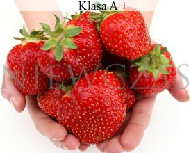 Najsłodsze truskawki - Frigo A+ (50 szt.)