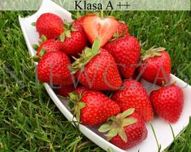 Smak Polskich Truskawek - Frigo A++ (20 szt.)