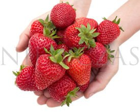 Florence, bardzo duże - Doniczka (10 szt.)