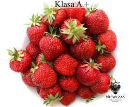 Smak Polskich Truskawek - Frigo A+ (30 szt.)