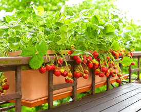 Mara des Bois powtarzająca, poziomkowa - Doniczka (10 szt.)