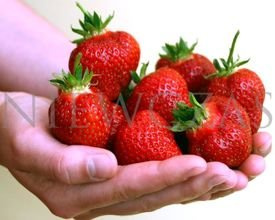 Honeoye bardzo wczesne - Doniczka (10 szt.)