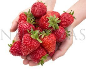 sadzonki Florence Frigo A