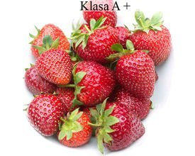 Vibrant bardzo wczesne - Frigo A+ (10 szt.)