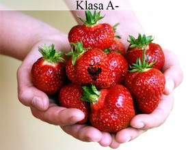 Honeoye bardzo wczesne - Frigo A- (10 szt.)