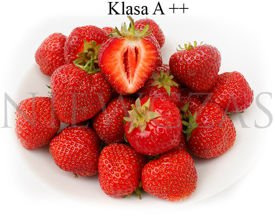 Elkat bardzo duże - Frigo A++ (10 szt.)