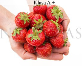 Najsłodsze truskawki - Frigo A+ (30 szt.)