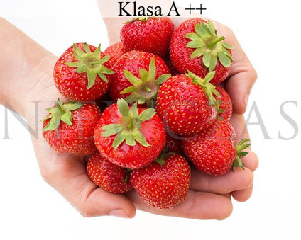 Christine nowa wczesna - Frigo A++ (10 szt.)