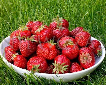 Elkat bardzo duże - Frigo A+ (10 szt.)