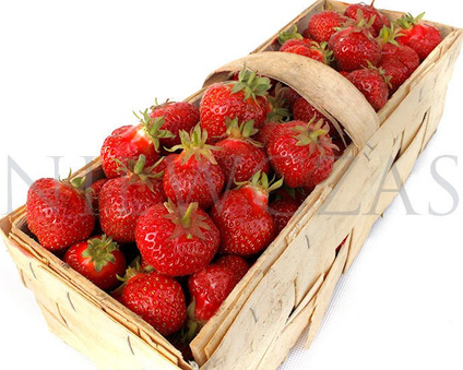 Elkat bardzo duże - Frigo B (10 szt.)
