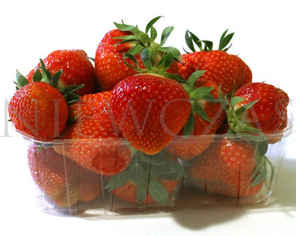 Elsanta malinowa - Frigo A++ (10 szt.)