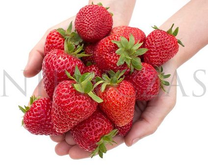Późne odmiany truskawek - Frigo A+ (30 szt.)