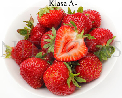 Późne odmiany truskawek - Frigo B (30 szt.)