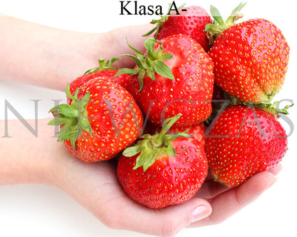 Stare odmiany truskawek - Frigo B (30 szt.)