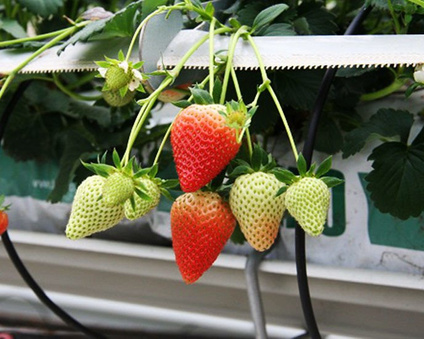 Vibrant bardzo wczesne - Frigo A- (10 szt.)